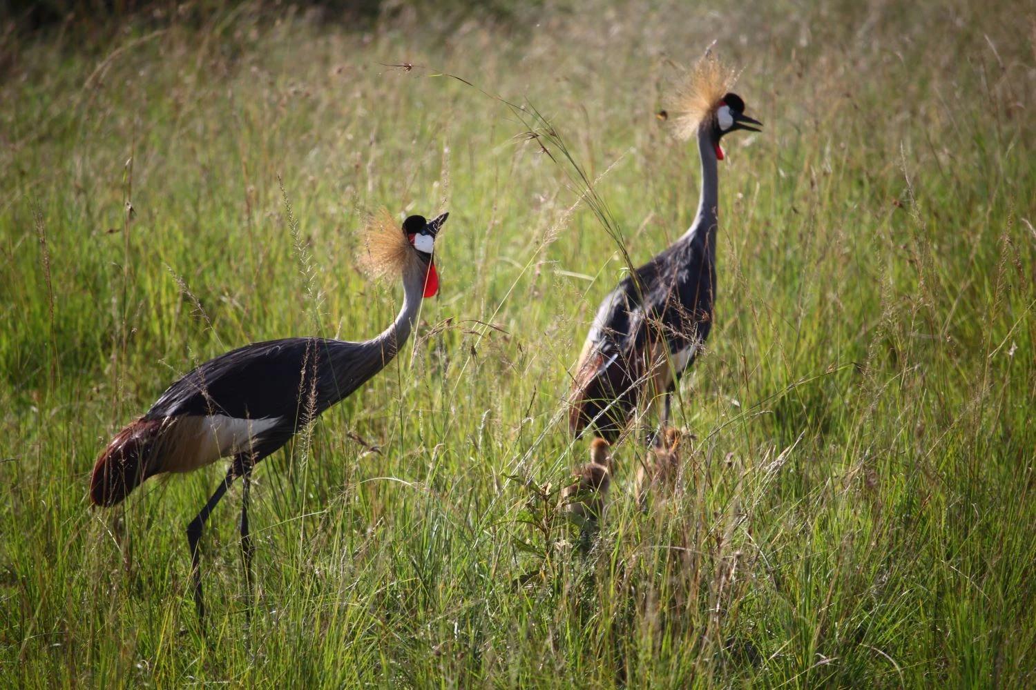 Grey crowned crane family in Maasai Mara, Kenya