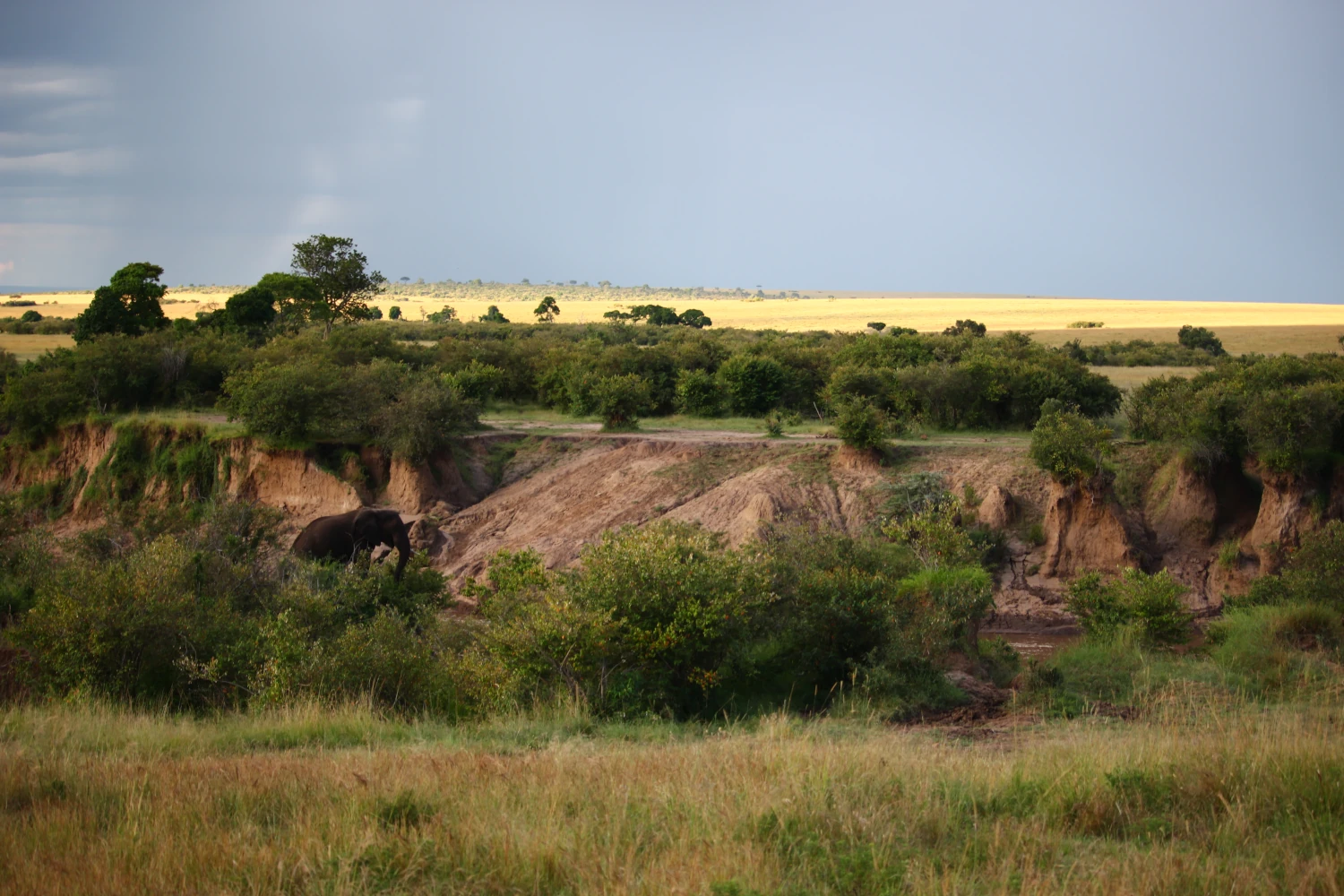 The loneliest elephant in Maasai Mara, Kenya