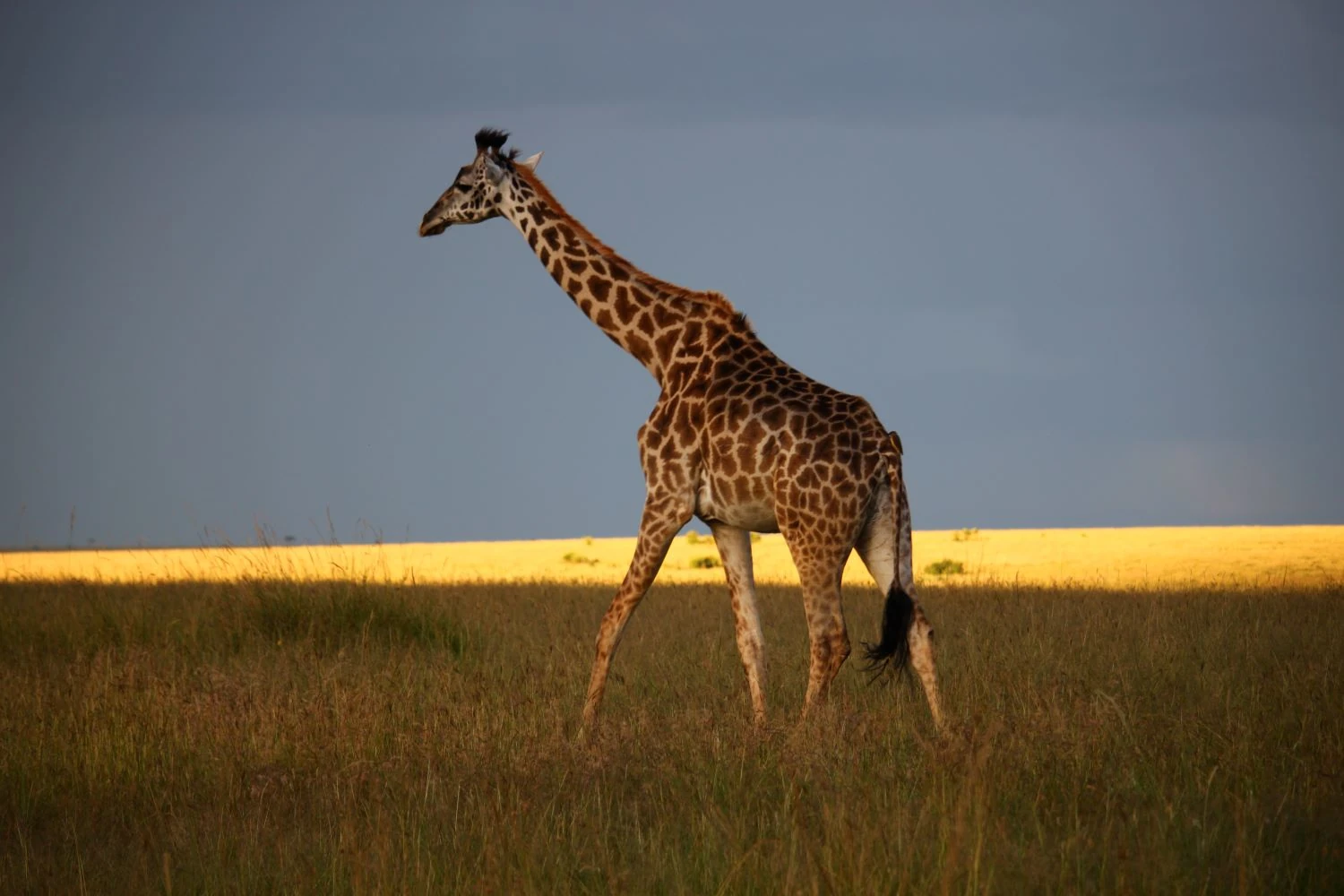 Maasai giraffe in Maasai Mara, Kenya