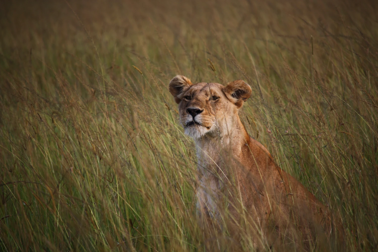 Lion in Maasai Mara, Kenya